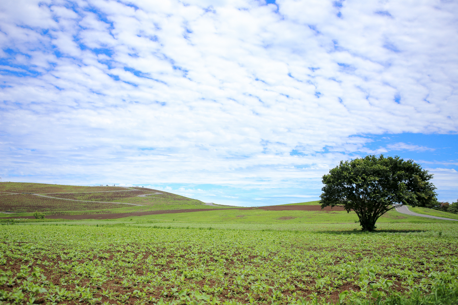 Hitachi Seaside Park - Ibaraki